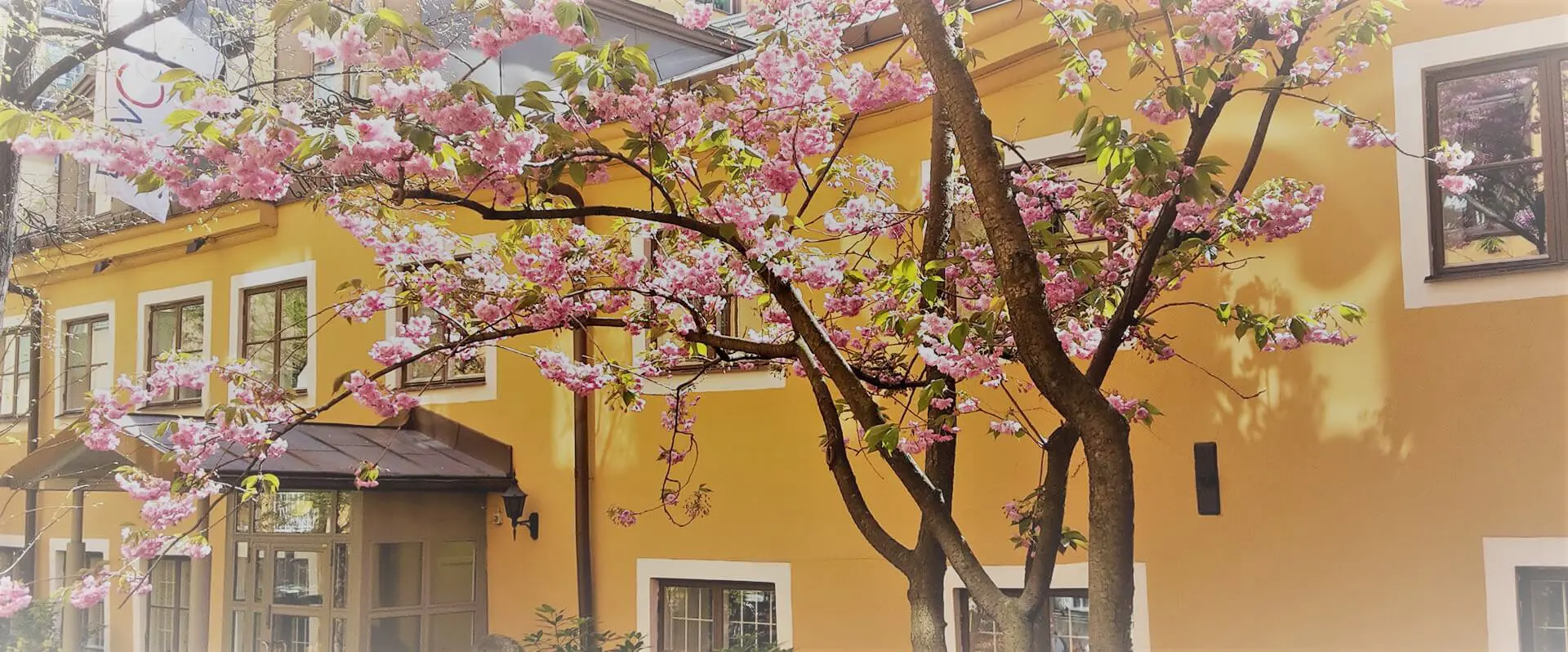 DevCores gård med körsbärsblommor Stockholm city